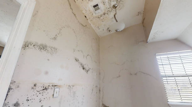 Professional Mold Removal in Mabscott, WV