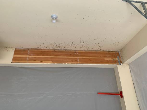 Best Basement Mold Removal  in Mabscott, WV