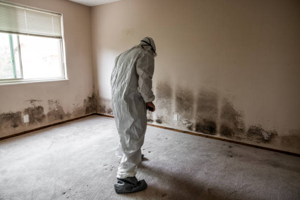 Best Mold Damage Restoration  in Mabscott, WV