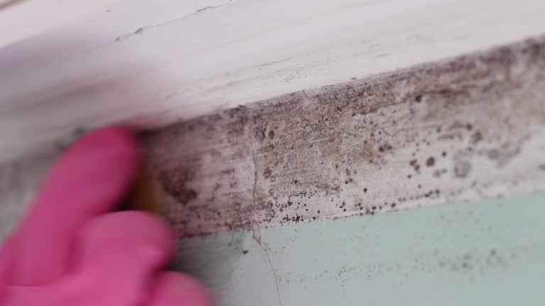Best Commercial Mold Inspection  in Mabscott, WV